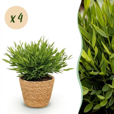 Plantenboetiek.nl | Bamusa Pogonatherum Monica - Bamboegras - Huisdiervriendelijke Plant - Groen - 4 Planten - met Mand - Ø12cm - 20cm hoog - Kamerplant - Arrangement - Plant met pot