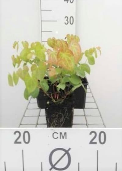 6x Elfenbloem - Epimedium versicolor 'Sulphureum' | 9x9 cm pot