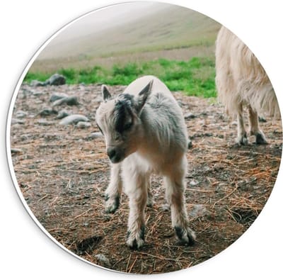 KuijsFotoprint - Schilderij - Klein Baby Geitje - Wit, Bruin En Grijs - 20 X 20 Cm