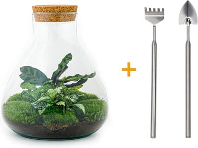 Terrarium - Sammie - ↑ 26 cm - Ecosysteem plant - Kamerplanten - DIY planten terrarium - Mini ecosysteem