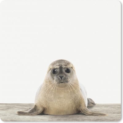 Muismat 20x20 cm - Mousepad Dieren - Zeehond - Wit - Muismatten