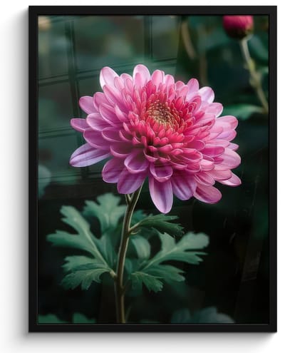 Poster in lijst - Fotolijst 50x70 cm - Posters - Blad - Chrysant - Roze - Schaduw - Posterlijst zwart - Decoratie - Wanddecoratie woonkamer - Muurdecoratie slaapkamer