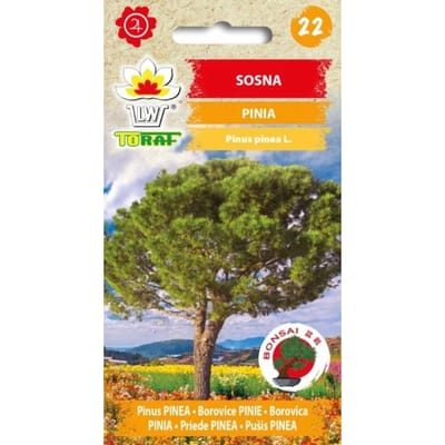 Pine Pinia-zaden 10 stuks. Voor het kweken van bonsai, coniferen, zaden voor pot en tuin.