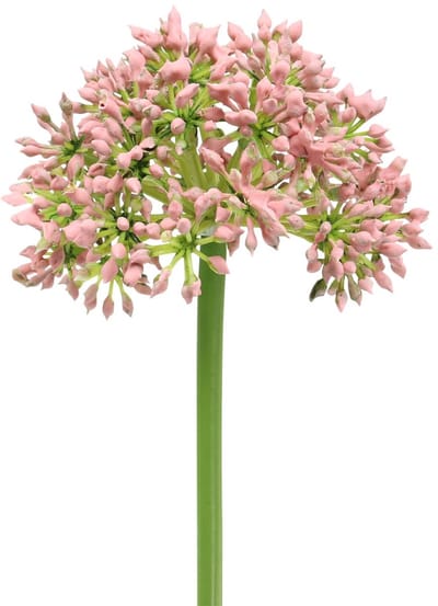 Allium kunstmatig Roze 55cm
