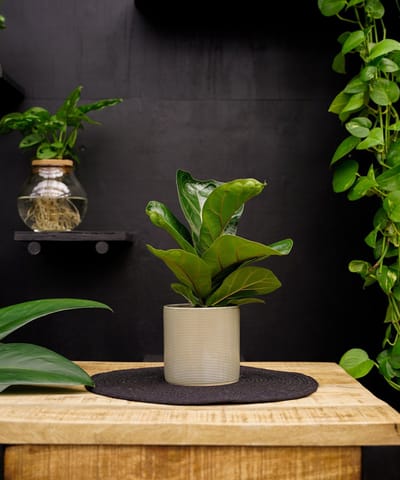 Ficus Lyrata Bambino | 35cm | met off white keramieken pot