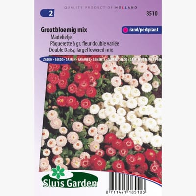 Reuzenmadeliefje (Bellis perennis monstrosa) - Madeliefje Grootbloemig Mix Bellis Perennis - bloeit in Maart / April / Mei