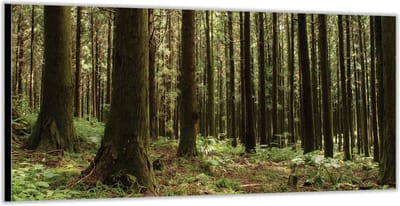 Dibond –Bomen in het Bos– 200x100 Foto op Aluminium (Wanddecoratie van metaal)