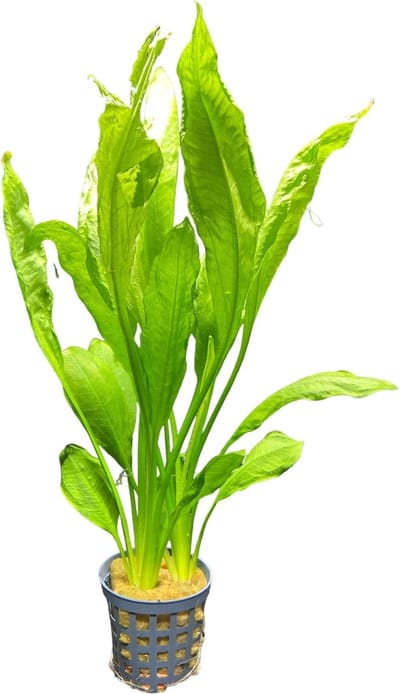 Moerings Echinodorus Bleheri | Grote Amazone zwaardplant | in 5cm pot P5