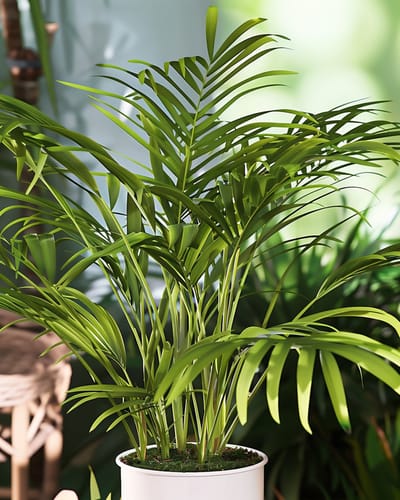 Mexicaanse Dwergpalm Zaden Chamaedorea Elegans Meerjarig Kamerplantpalm