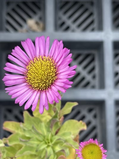6x Fijnstraal - Erigeron glaucus 'Sea Breeze' | 9x9 cm pot