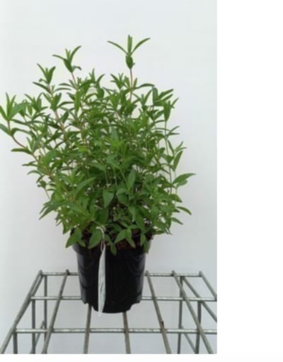 2 x Cistus crispus - Cistusroos Of Rotsroos 20- 25 cm in pot