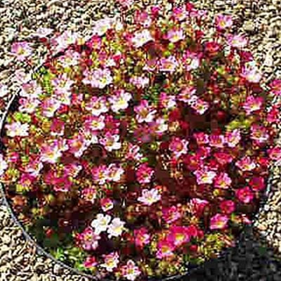 6 x Saxifraga 'Pixie' -  Steenbreek pot 9x9cm