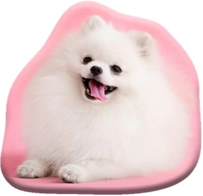 Kussen van hond