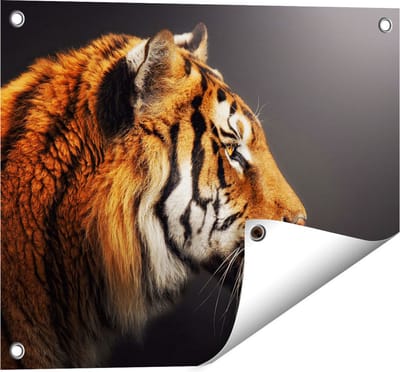 Gards Tuinposter Zijaanzicht van een Tijger - Tijgerkop - 50x40 cm - Tuindoek - Tuindecoratie - Wanddecoratie buiten - Tuinschilderij