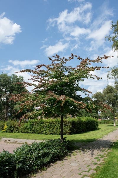 Arbustes de haie - Un ensemble 1 - Parrotia persica - (10L) 100-125 cm