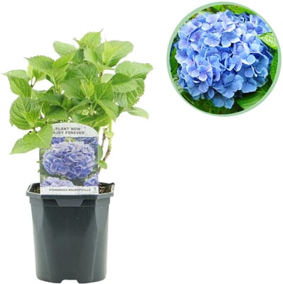 Plantenboetiek.nl | Hortensia - Hydrangea macrophylla Blue - Bloem Blauw - Bladverliezend - Weinig Onderhoud - Ø18cm - 30cm hoog - Tuinplant