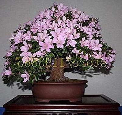 Azalea Zaden - Rhododendron Zaden - Tuinieren Buiten - 15 Kleuren - 20 Stuks - Gemengd