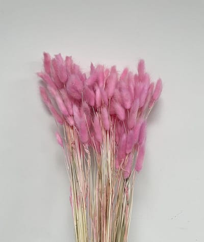 Gedroogd Lagurus Graspakje (Konijnstaartjes) - Lichtroze Bloemstuk Decoratie