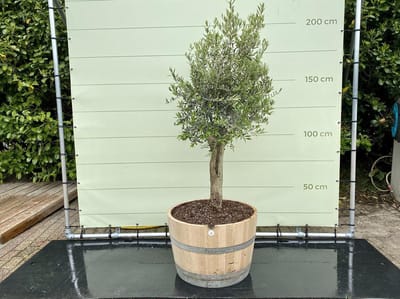 Olijfboom - Olea Europea in half wijnvat - Winterhard - Stamomvang ⌀ 20-40cm - Hoogte  180-200cm