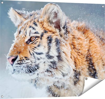 Gards Tuinposter Tijger tijdens de Sneeuw - 100x80 cm - Tuindoek - Tuindecoratie - Wanddecoratie buiten - Tuinschilderij