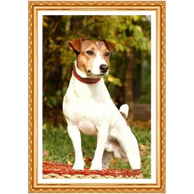 Volledige diamant borduurwerk, dier Jack Russell Terrier hond, 5 diamant schilderij, kruissteek, naaldwerk 20X30CM black
