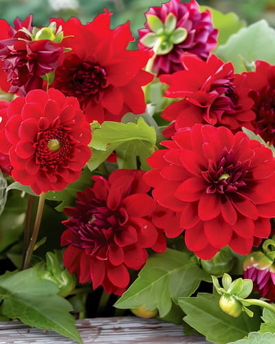 2 sets - Zomerbloemen Zaden Vintage Red Eenjarig Bloemenmengsel Rood