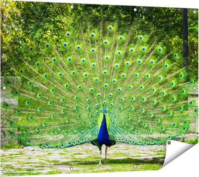 Gards Tuinposter Pauw met Grote Kleurrijke Veren - 120x90 cm - Tuindoek - Tuindecoratie - Wanddecoratie buiten - Tuinschilderij