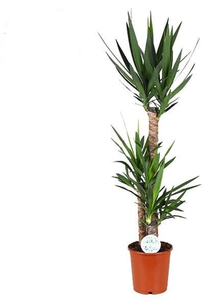 Yucca, Onderhoudsvriendelijke kamerplant 125 cm hoog - groenblijvende succulente