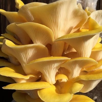 ToshiFarm Broed voor Gele Oesterzwammen - 125 gram - Zelf paddestoelen kweken - Broed voor Oesterzwammen