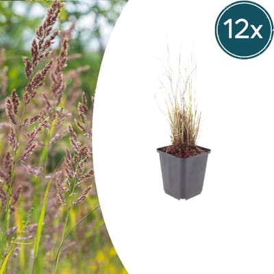 Tuinplantenshop.com | Calamagrostis brachytricha | 12 stuks - Ø9cm - 10-25cm hoog - Tuinplant