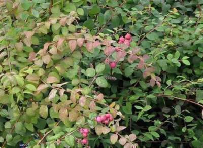 Symphoricarpos chenaultii - Sneeuwbes, Klapbes 50 - 60 cm in pot