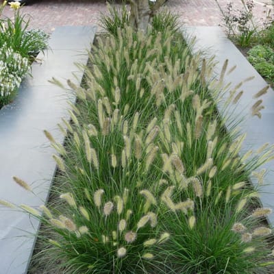 12 x Laag Lampenpoetsersgras Litte Bunny XL - Winterhard Siergras - Pennisetum 'Little Bunny' in C2(liter) pot met hoogte 10-20cm