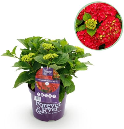 Green boutiQ - Terrasplant - Hortensia - Hydrangea Forever & Ever - Rood - 7-12 Bloemen - Pot 23cm Hoogte 55cm