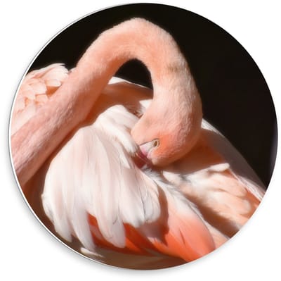 KuijsFotoprint - Schilderij - Flamingo Met Donkere Achtergrond - Zwart En Roze - 30 X 30 Cm