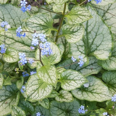6 x Brunnera Macrophylla - Kaaps-Vergeet-Me-Nietje pot 9x9cm