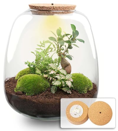 Plantenboetiek.nl | Plant terrarium 'Nora' - Bonsai Pink met LED kurk - Ø23cm - 25 cm hoog - Ecosysteem & Terrarium