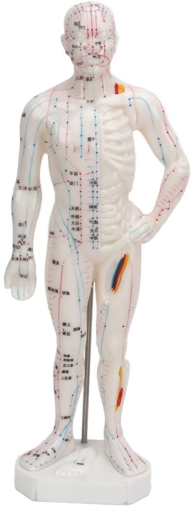 Menselijk Lichaam Model - Dailygoods- Acupunctuurmodel Professioneel