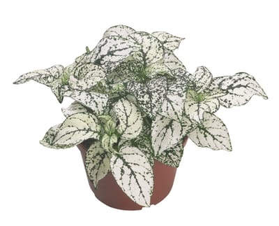 JUNAVERA Hypoestes phyllostachya Confetti Compact White terrariumplant | 8 cm pot | 10 cm hoog | voor woonkamer en buiten (kuip of eenjarig)