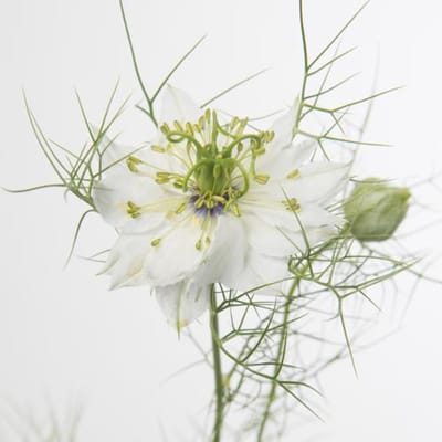5x Nigella - wit 50cm