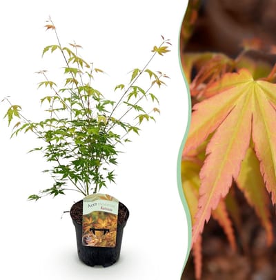 Green boutiQ - Terrasplant - Japanse Esdoorn - Acer palmatum Katsura - Oranje - 1 Plant - Bladverliezend - Pot 19cm Hoogte 70cm
