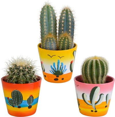 Cactus mix 8.5 cm in Mexicaanse pot | 3 stuks