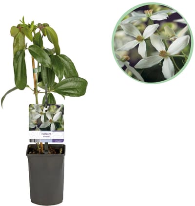 Green boutiQ - Klimplant - Clematis armandii - Bloem Wit - Groenblijvend - Weinig onderhoud - 1 plant Pot 11cm Hoogte 40cm