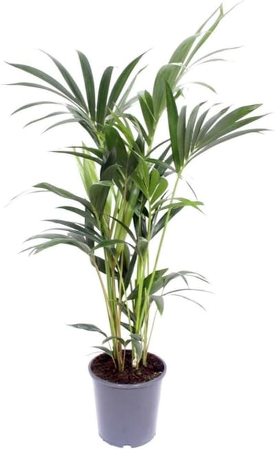 Kentia Palm - Howea Forsteriana 120cm -Ø21 Groene Kamerplant