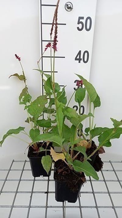 6x Duizenknoop - Persicaria ampl. 'Pinkfield' | 9x9 cm pot
