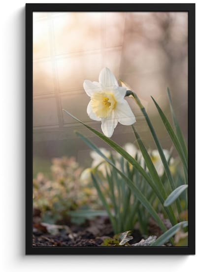 Poster in lijst - Fotolijst 40x60 cm - Posters - Narcis - Bloem - Minimalistisch - Posterlijst zwart - Decoratie - Wanddecoratie woonkamer - Muurdecoratie slaapkamer