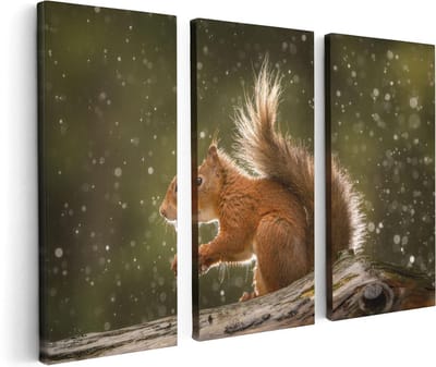 Artaza Canvas Schilderij Drieluik Eekhoorn in de Regen - 120x80 - Foto Op Canvas - Canvas Print