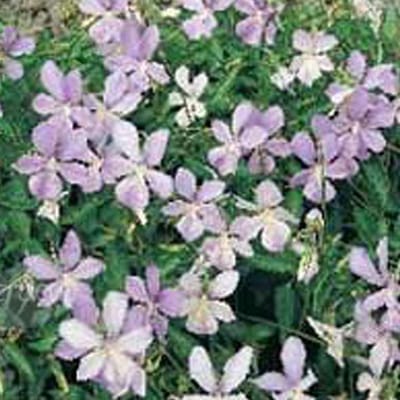 6 x Viola 'Boughton Blue' - Hoornviooltje Pot 9x9 cm - Blauwbloeiende Viooltjes