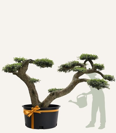 Evergreens - Olijfboom - Olea europaea - 'Pom Pom' - 180/200 - Olea Europea - Olijfboom op stam in pot - Winterhard - Groenblijvend - Olijven - Voeding