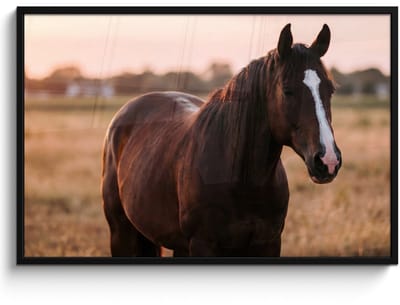 Poster in lijst - Fotolijst 120x80 cm - Posters - Paard - Zonsondergang - Bruin - Posterlijst zwart - Decoratie - Wanddecoratie woonkamer - Muurdecoratie slaapkamer
