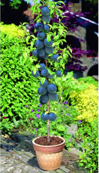 Pruim (Prunus domestica) - Black Amber - Vaste planten - Moestuin - Bijen-Vlinders - bloeit in April